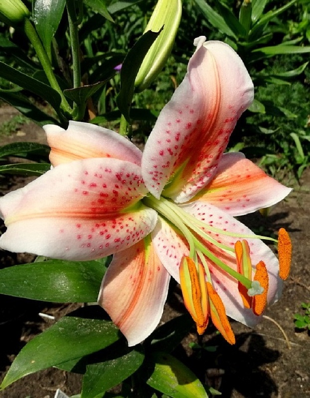 Лилия Салмон Стар